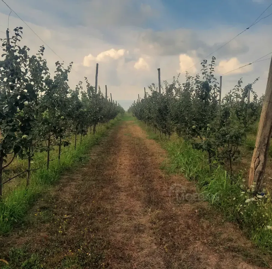 Продам земельный участок 14528м² Гори - изображение 5