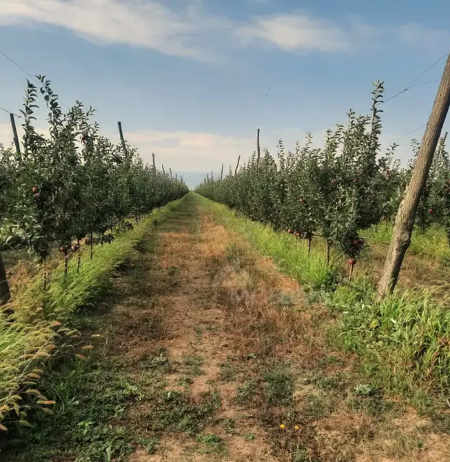 Продам земельный участок 14528м² Гори - изображение 7