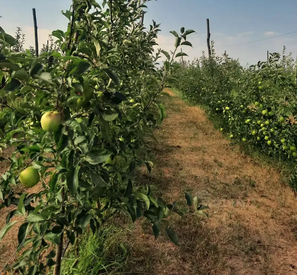 Продам земельный участок 14528м² Гори - изображение 8