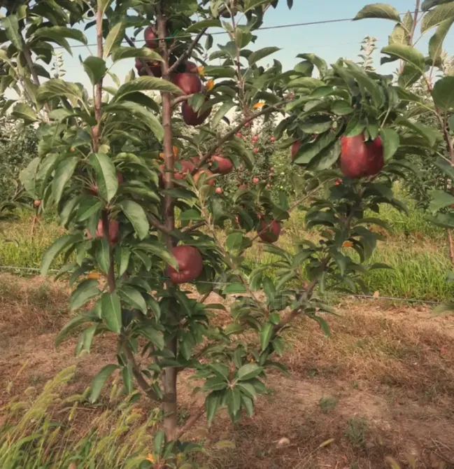 Продам земельный участок 14528м² Гори - изображение 3