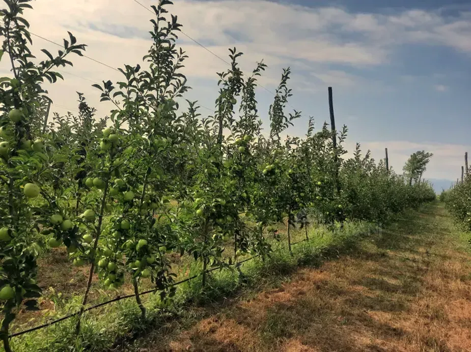 Продам земельный участок 14528м² Гори - изображение 2