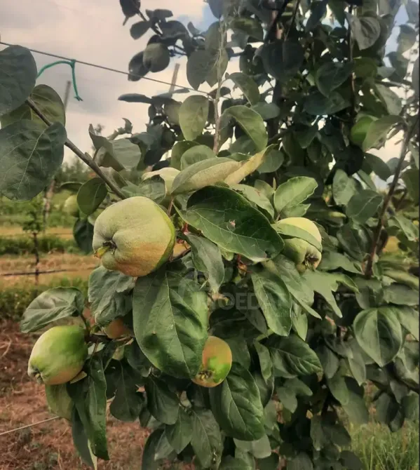 Продам земельный участок 14528м² Гори - изображение 9