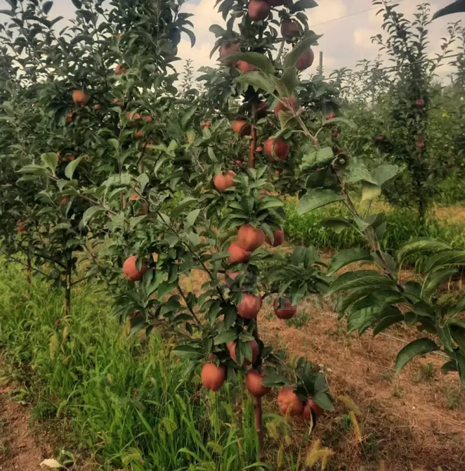 Продам земельный участок 14528м² Гори - изображение 1