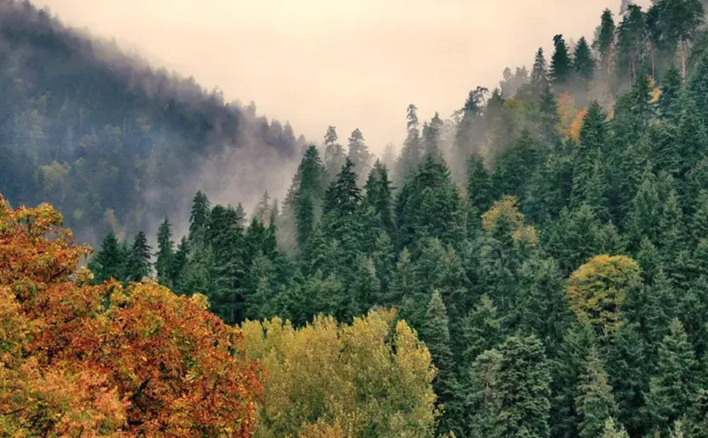 Продам земельный участок 500м² Боржоми - изображение 1