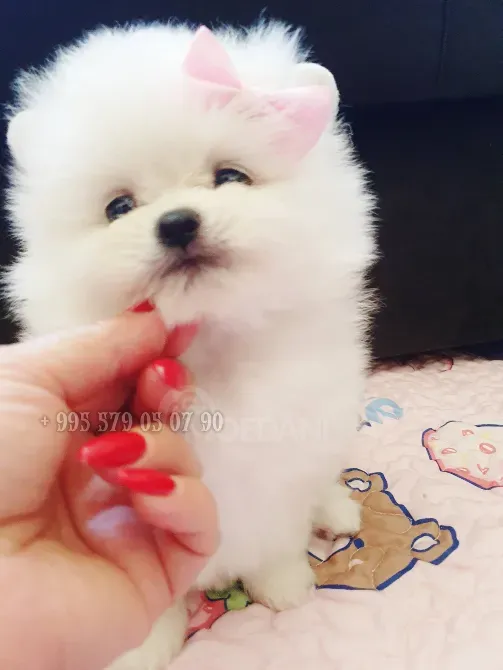 პატარა პრინცესა, თეთრი პომერანული ჯიშის ლეკვი, დათუნია. თბილისი - photo 1