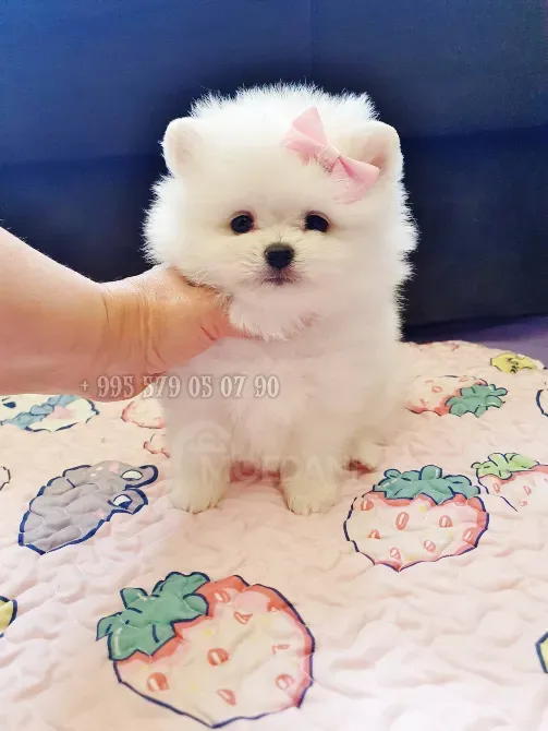 პატარა პრინცესა, თეთრი პომერანული ჯიშის ლეკვი, დათუნია. თბილისი - photo 3