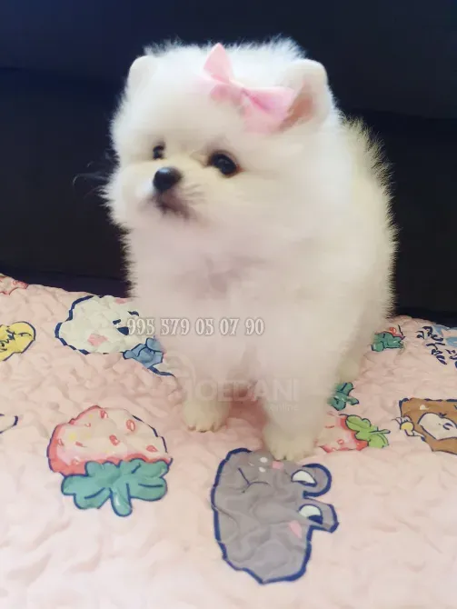 პატარა პრინცესა, თეთრი პომერანული ჯიშის ლეკვი, დათუნია. თბილისი - photo 4