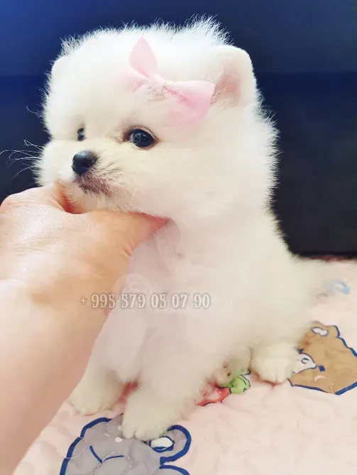 პატარა პრინცესა, თეთრი პომერანული ჯიშის ლეკვი, დათუნია. თბილისი - photo 2