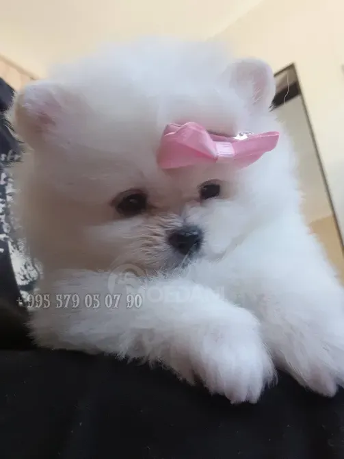 პატარა პრინცესა, თეთრი პომერანული ჯიშის ლეკვი, დათუნია. თბილისი - photo 5