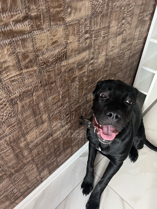 Cane Corso Batumi - photo 2