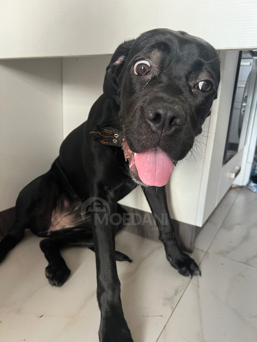 Cane Corso Batumi - photo 1