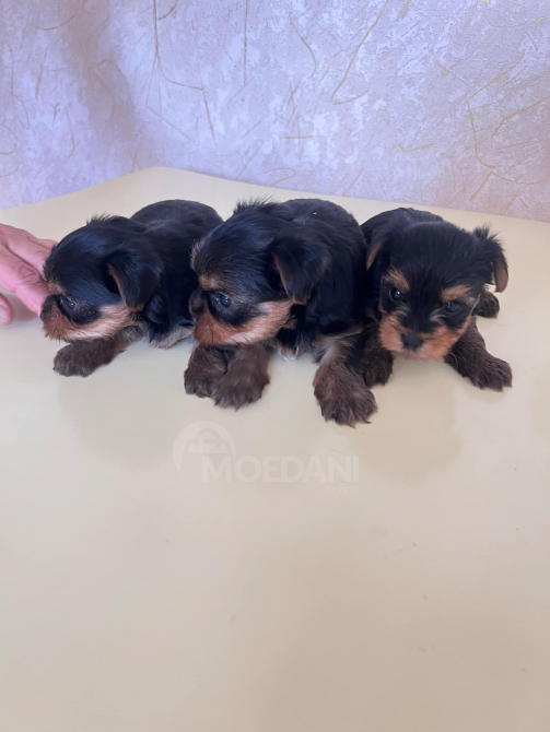 Sxvisdeba Batumi - photo 1