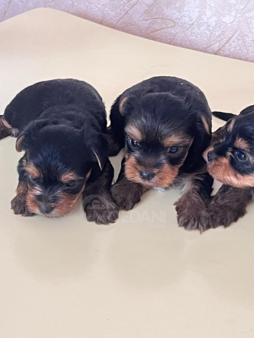 Sxvisdeba Batumi - photo 2