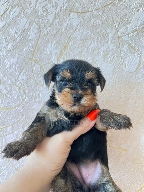 Sxvisdeba Batumi - photo 3