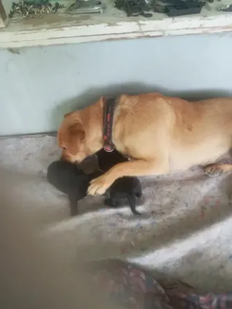 Selling retriever puppies Signahi