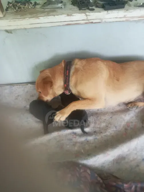 Selling retriever puppies Signahi - photo 1