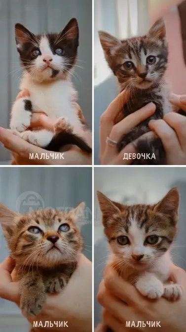 კნუტებს კარგ ხელში ვაძლევთ ბათუმი - photo 1