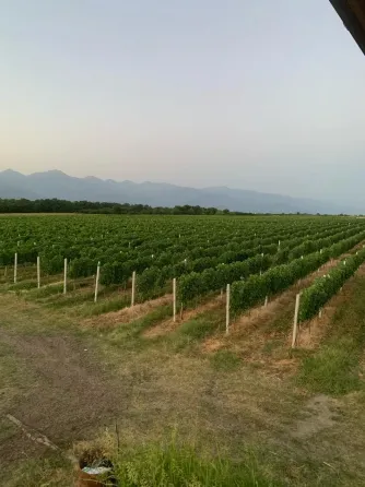იყიდება მიწის ნაკვეთი 153748м² თელავი