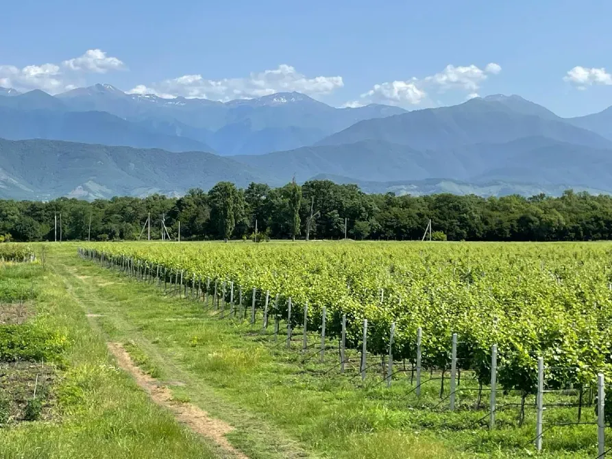 Продам земельный участок 153748м² Телави - изображение 1