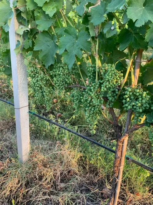 Продам земельный участок 153748м² Телави - изображение 6