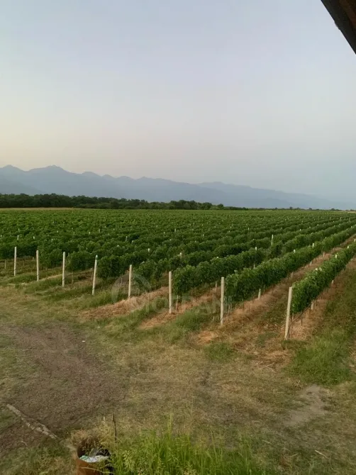 Продам земельный участок 153748м² Телави - изображение 2