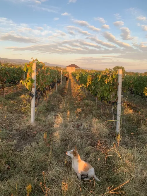 Продам земельный участок 153748м² Телави - изображение 3