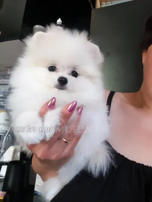 მინი პომერანული შპიცი. პატარა ძაღლის შეძენა ჩვენთან შეგიძლიათ ბათუმსა და თბილისში. თბილისი - photo 2