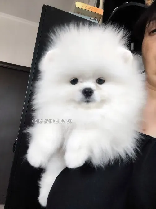 მინი პომერანული შპიცი. პატარა ძაღლის შეძენა ჩვენთან შეგიძლიათ ბათუმსა და თბილისში. თბილისი - photo 4