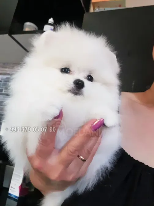 მინი პომერანული შპიცი. პატარა ძაღლის შეძენა ჩვენთან შეგიძლიათ ბათუმსა და თბილისში. თბილისი - photo 1