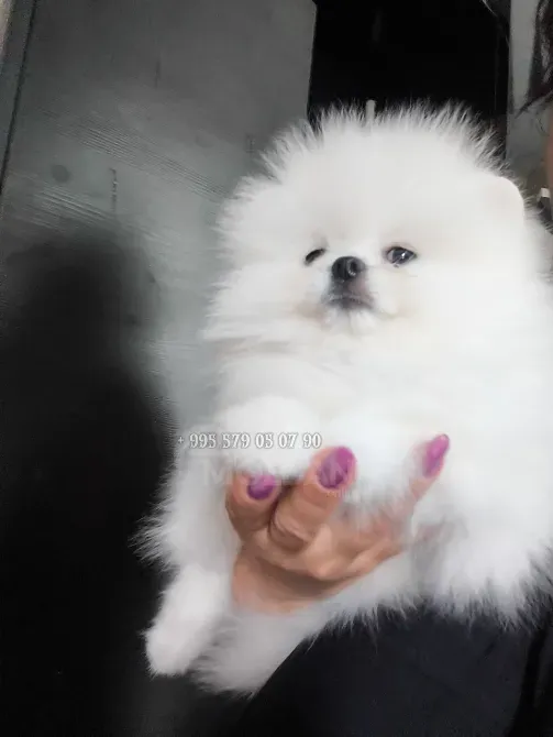 მინი პომერანული შპიცი. პატარა ძაღლის შეძენა ჩვენთან შეგიძლიათ ბათუმსა და თბილისში. თბილისი - photo 3