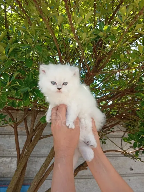 Snow white Scottish kittens Batumi - photo 11