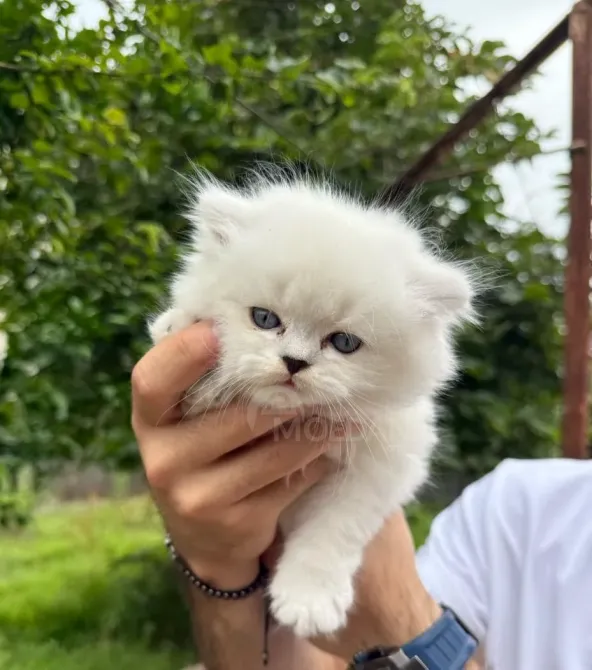 Snow white Scottish kittens Batumi - photo 1