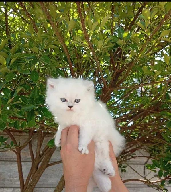 Snow white Scottish kittens Batumi - photo 12