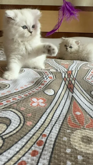 Snow white Scottish kittens Batumi - photo 10