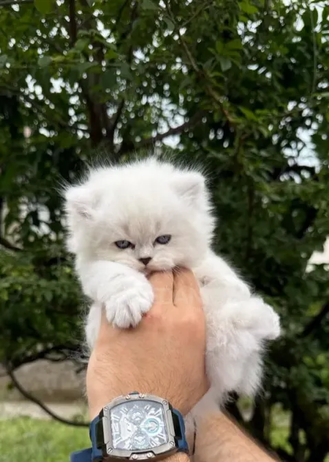 Snow white Scottish kittens Batumi - photo 4