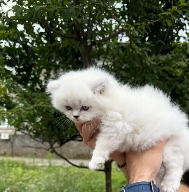 Snow white Scottish kittens Batumi - photo 3