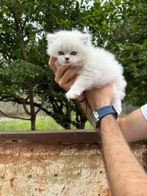 Snow white Scottish kittens Batumi - photo 7