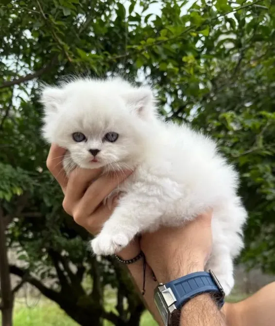 Snow white Scottish kittens Batumi - photo 2