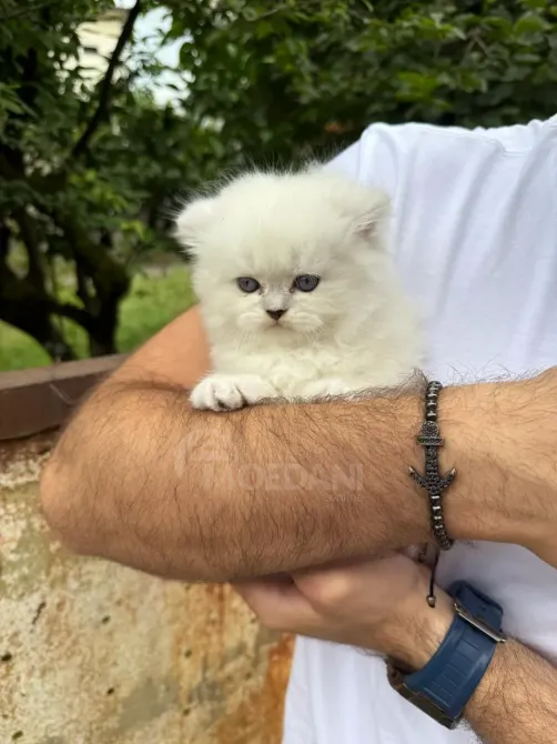 Snow white Scottish kittens Batumi - photo 6