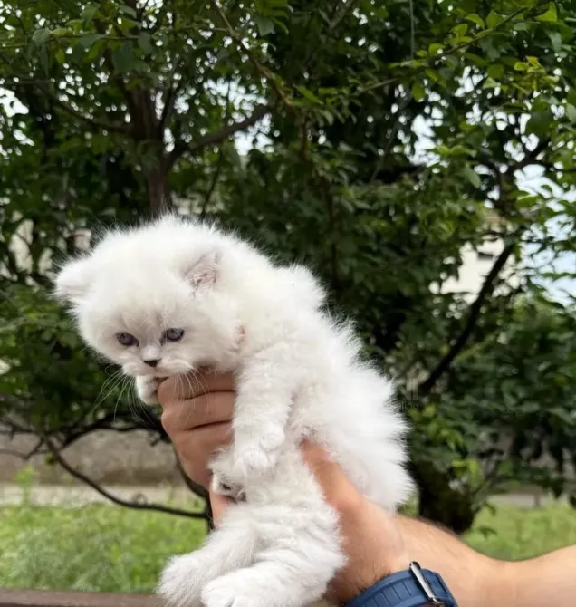 Snow white Scottish kittens Batumi - photo 8