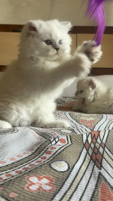 Snow white Scottish kittens Batumi - photo 9