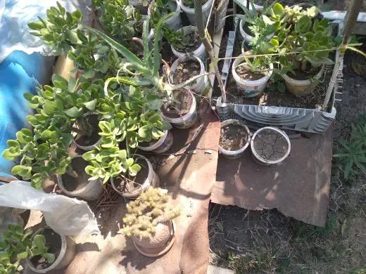For sale are aloe, cactus, and succulent seedlings. Tbilisi - photo 3