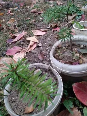 For sale are aloe, cactus, and succulent seedlings. Tbilisi - photo 1