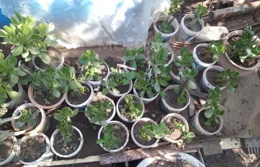 For sale are aloe, cactus, and succulent seedlings. Tbilisi - photo 2