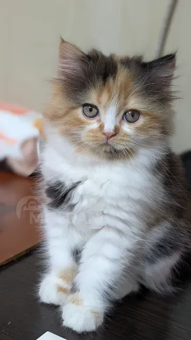 Scottish Straight Girl Tbilisi - photo 2