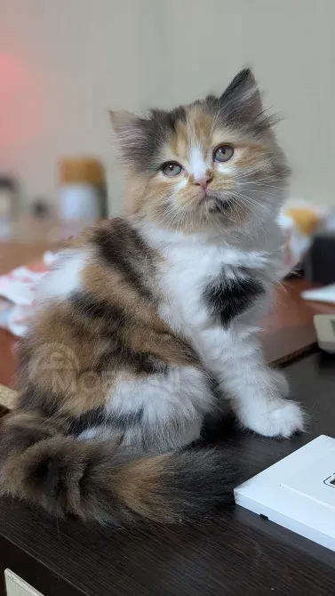 Scottish Straight Girl Tbilisi - photo 4