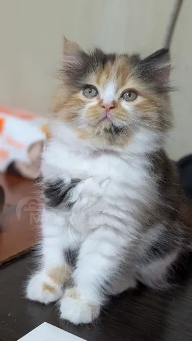 Scottish Straight Girl Tbilisi - photo 1