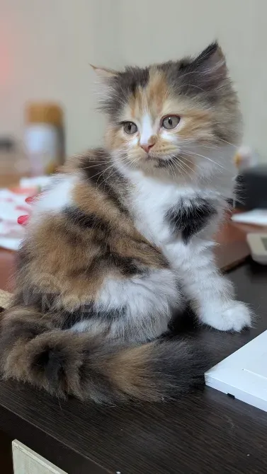 Scottish Straight Girl Tbilisi - photo 3