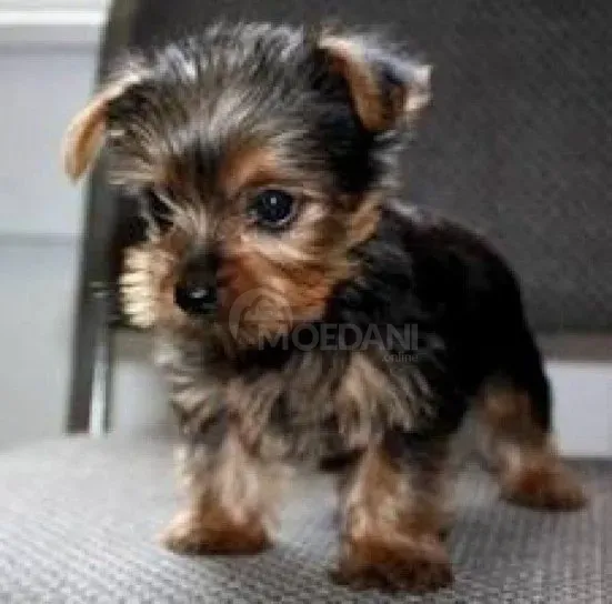 Cute Yorkshire Terrier puppies Tbilisi - photo 1