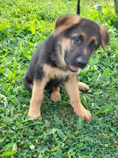 German Shepherd puppies Dedoplis-ckaro - photo 1